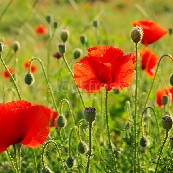 corn poppy  Stock photo © LianeM