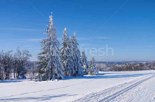 forest in winter Stock photo © LianeM