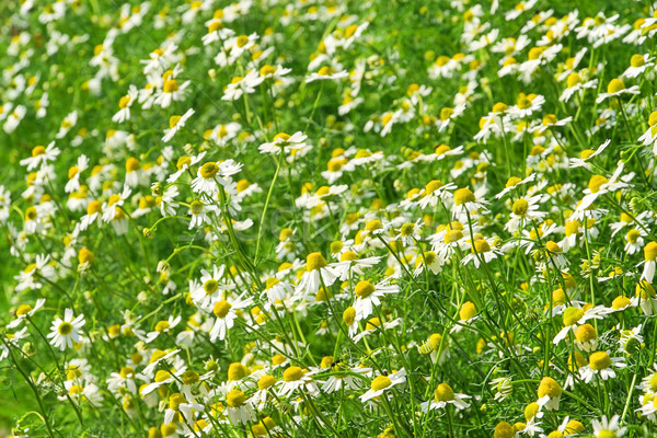 甘菊 在25 花 背景 茶 草藥 商業照片 © LianeM