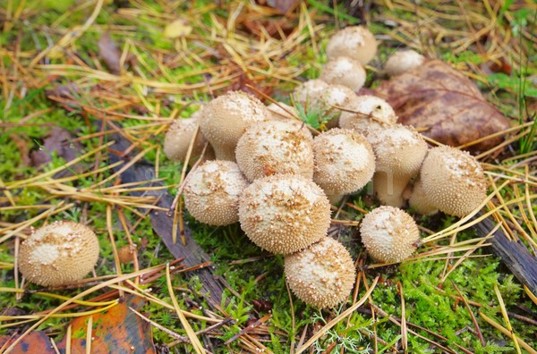 common puffball 01 Stock photo © LianeM