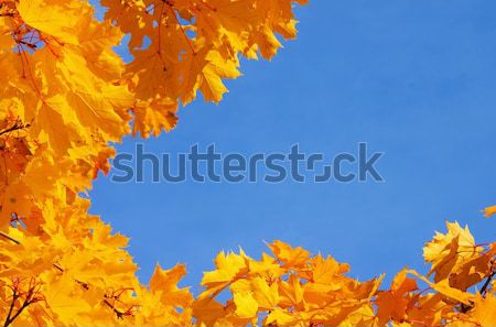 Maple leaf 12 natureza luz azul folhas Foto stock © LianeM