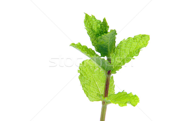 Pepermunt plant vers mint macro gezonde Stockfoto © LianeM