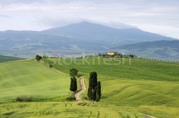 Tuscany cypress trees with track  Stock photo © LianeM