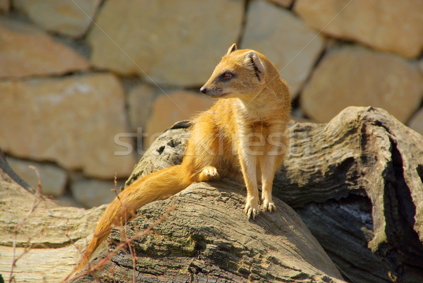 Yellow Mongoose  Stock photo © LianeM
