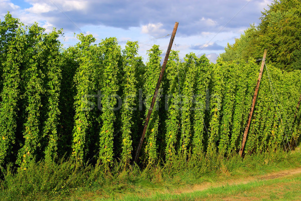 Stock photo:  hop field 03