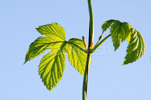 Stockfoto: Hop · plant · hemel · groene · bladeren · tak