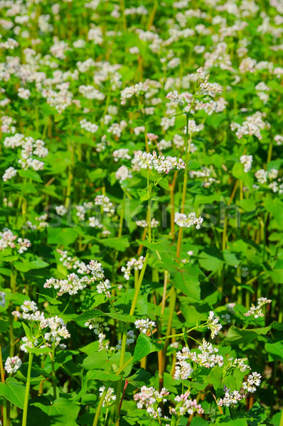 buckwheat 11 Stock photo © LianeM