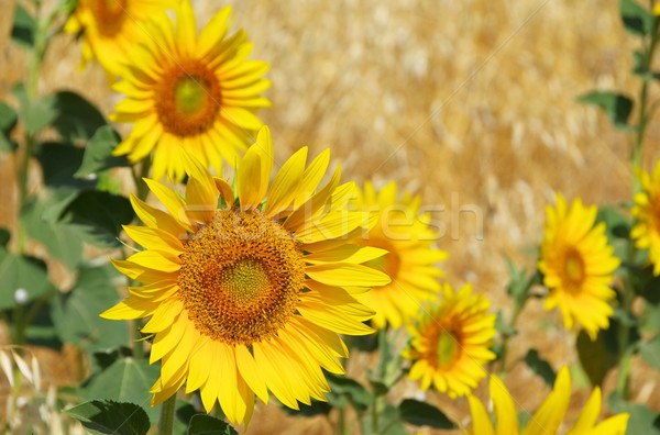 sunflowers field 10 Stock photo © LianeM