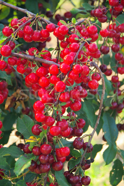 Sauer Kirsche Baum Essen Natur Obst Stock foto © LianeM