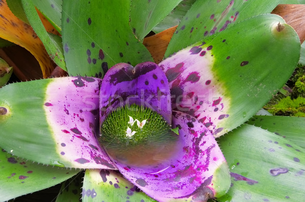 flower Bromeliad Neoregelia concentrica Stock photo © LianeM