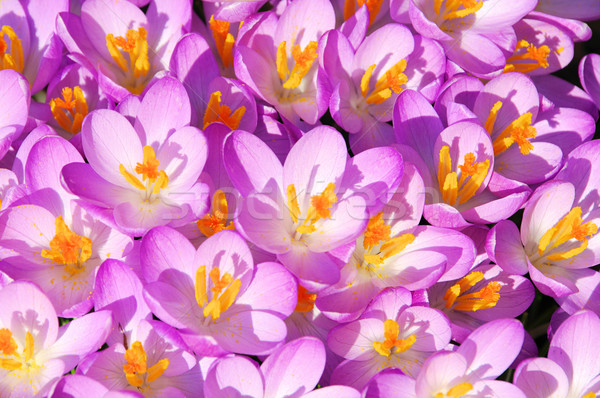 Crocus 40 Stock photo © LianeM