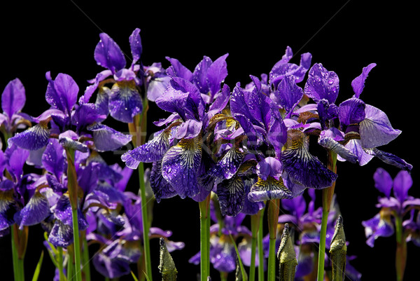 Сток-фото: Iris · синий · черный · изолированный