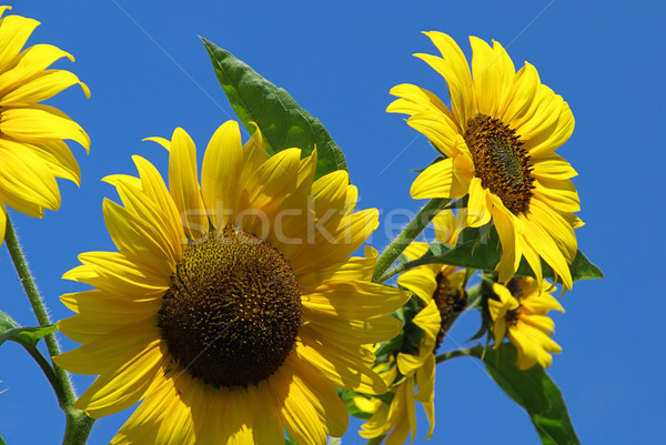 Girasoles 26 cielo hoja abeja insectos Foto stock © LianeM