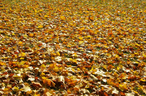 fall foliage on meadow 06 Stock photo © LianeM