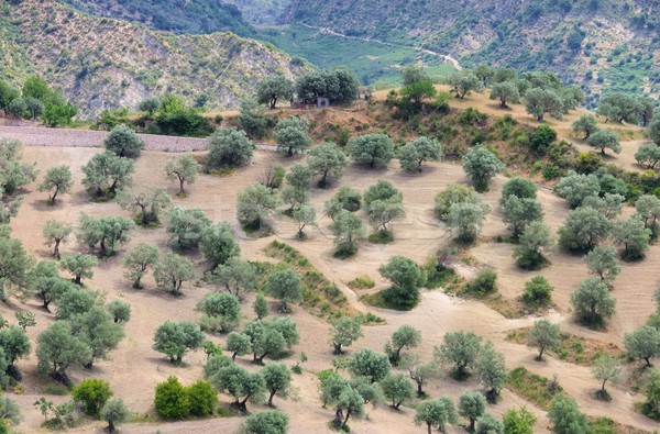 De oliva arboleda naturaleza paisaje montana planta Foto stock © LianeM