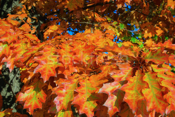 Rovere foglia albero verde autunno Foto d'archivio © LianeM
