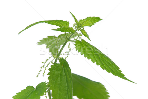 Stock photo: nettle 05