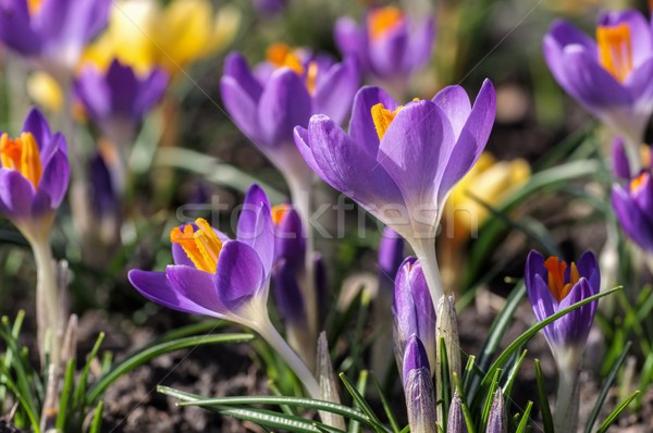 Crocus  Stock photo © LianeM