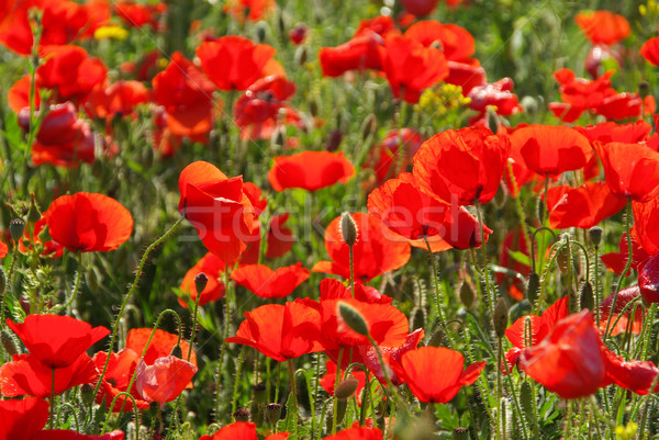 corn poppy 35 Stock photo © LianeM