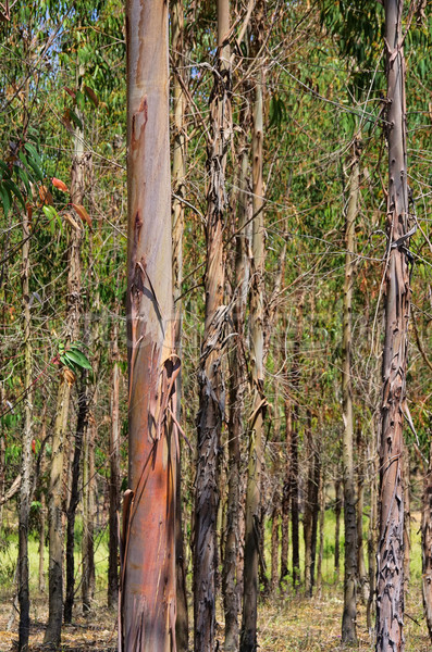 Stock photo: eucalyptus 15