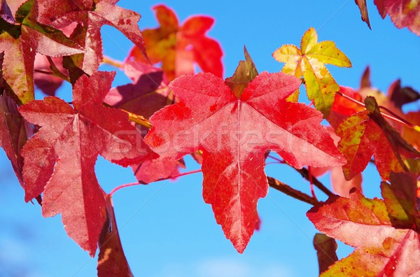 sweetgum 01 Stock photo © LianeM