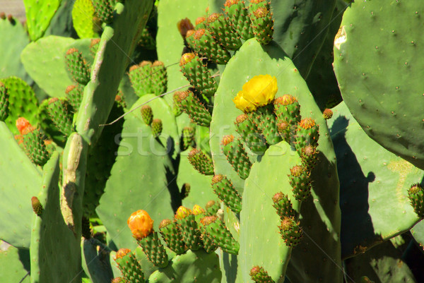 14 flor laranja azul folhas frutas Foto stock © LianeM