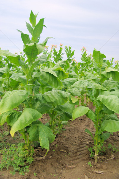 Cultivado tabaco 18 folha campo plantas Foto stock © LianeM