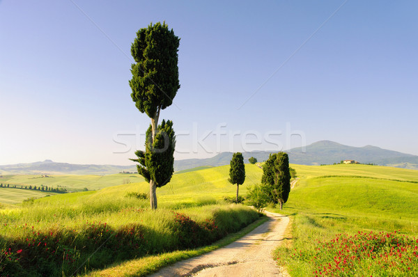 Domu drzewo wiosną trawy charakter krajobraz Zdjęcia stock © LianeM