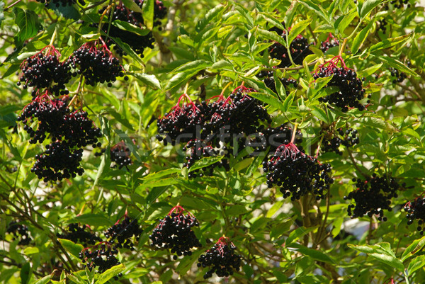 La 25 fundal verde frunze fructe Imagine de stoc © LianeM