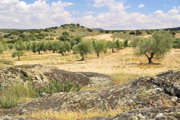olive grove  Stock photo © LianeM