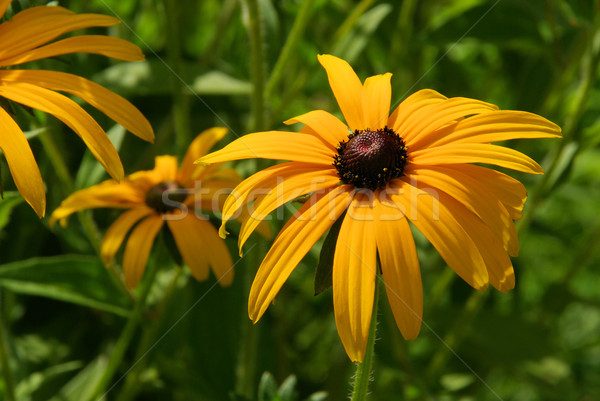 black-eyed Susan 11 Stock photo © LianeM