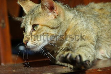 cat 21 Stock photo © LianeM