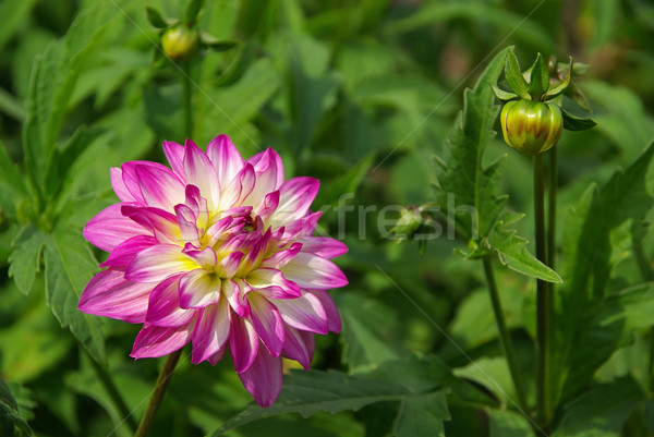 Dahlia bloem natuur blad groene roze Stockfoto © LianeM