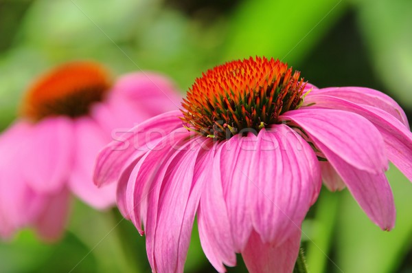 Purple Coneflower  Stock photo © LianeM