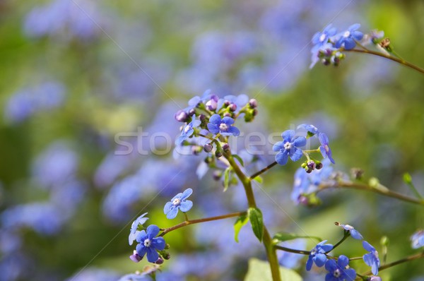 Brunnera macrophylla  Stock photo © LianeM