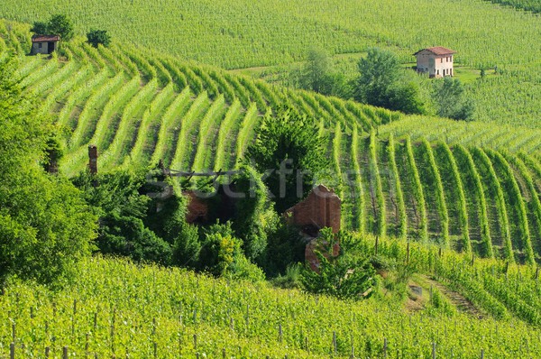 Stock photo: langhe vineyards 