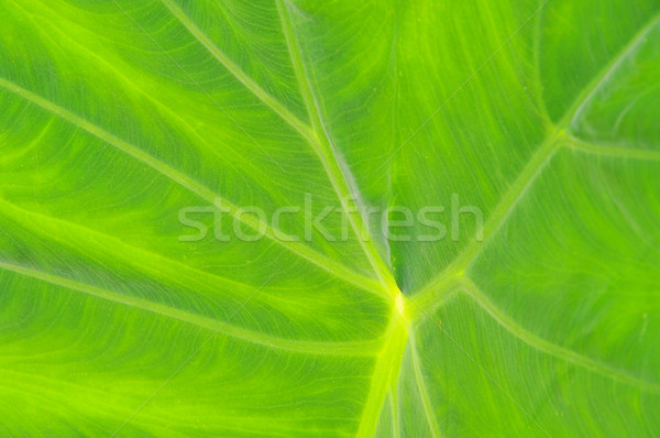 leaf vein 01 Stock photo © LianeM