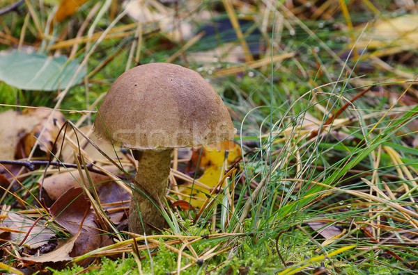 Birke Steinpilzen Wald grünen fallen Pilz Stock foto © LianeM