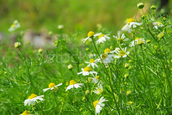 Kamille Blume Natur Hintergrund Tee Kräuter Stock foto © LianeM
