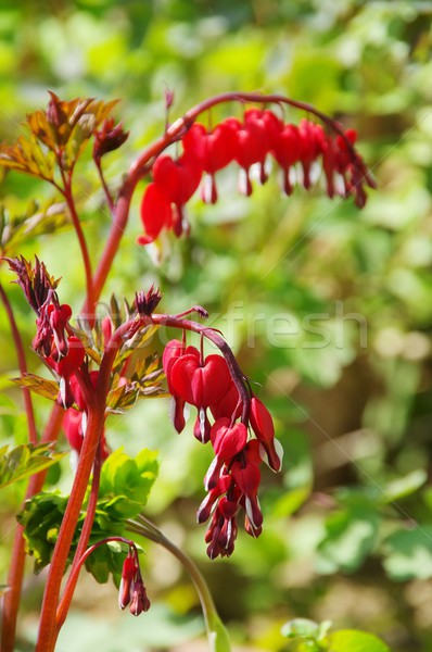 Krwawienie serca ogród lata zielone roślin Zdjęcia stock © LianeM