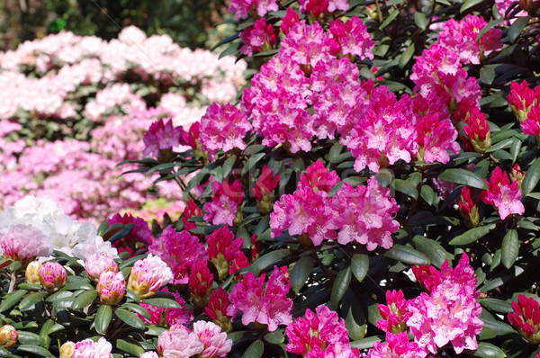 Rhododendron plants in spring Stock photo © LianeM