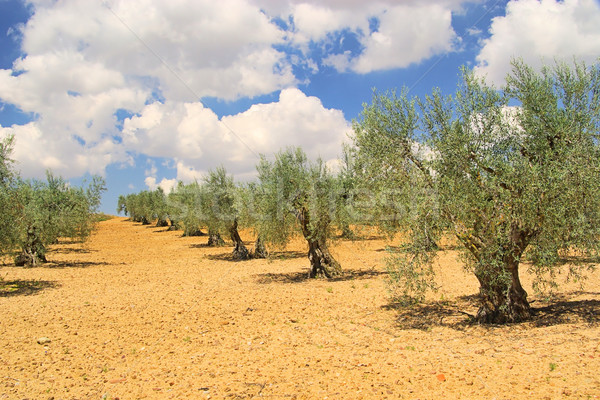 Zeytin 25 ağaç taş bitkiler Stok fotoğraf © LianeM