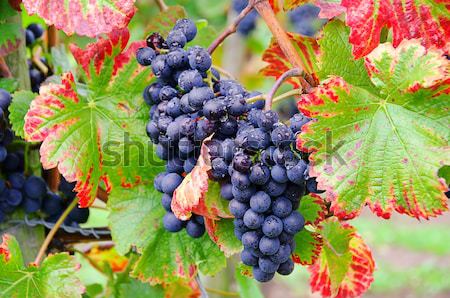 grape red 27 Stock photo © LianeM