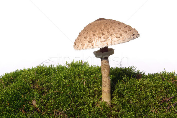 Umbrela de soare ciupercă lemn pădure toamnă plantă Imagine de stoc © LianeM