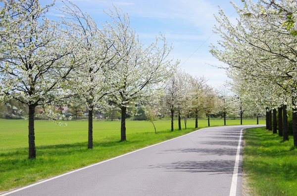cherry blossom avenue  Stock photo © LianeM