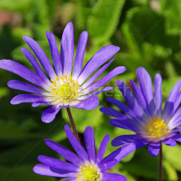 Grecian windflower  Stock photo © LianeM