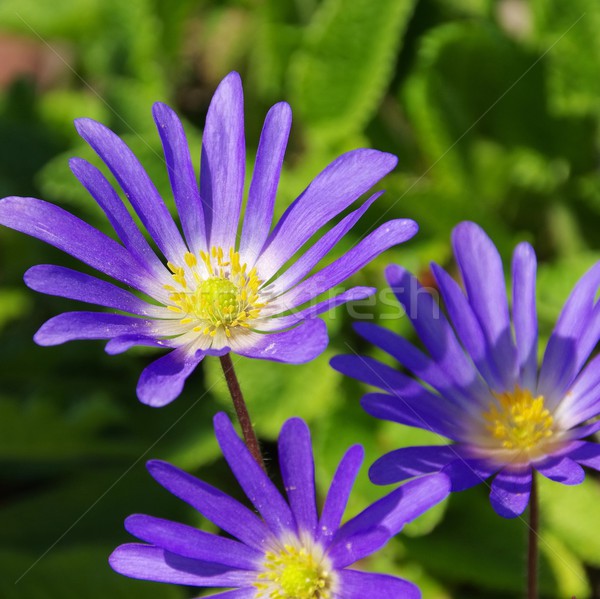 Stock photo: Grecian windflower 