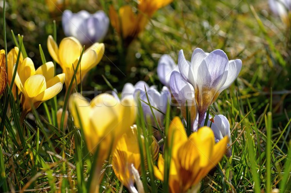 Crocus yellow  Stock photo © LianeM