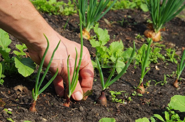 Stock foto: Ziehen · up · Frühling · Hand · Garten · Anlage