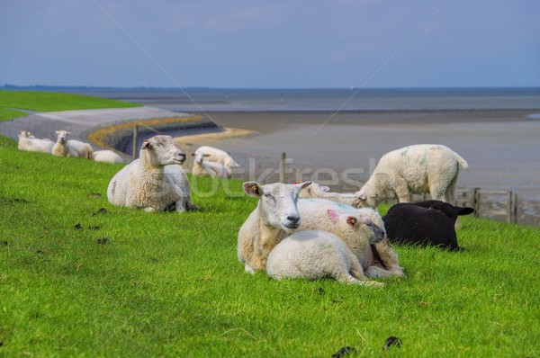 Eastern Friesland sheeps  Stock photo © LianeM